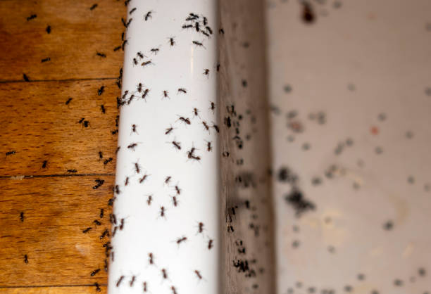 Best Affordable Pest Control Services  in Crossville, AL